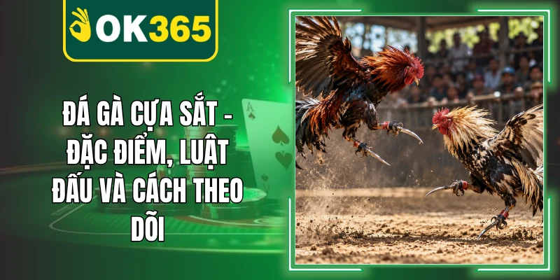 Đá Gà Cựa Sắt – Đặc Điểm, Luật Đấu Và Cách Theo Dõi