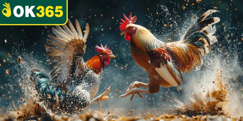 Đá gà Thomo quy tụ nhiều thể thức thi đấu đặc trưng