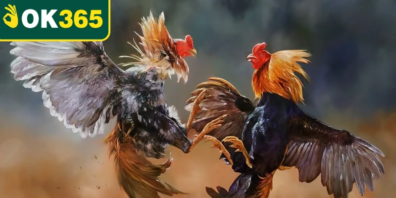 Theo dõi từng pha di chuyển trong đá gà Thomo